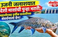 उजनी जलाशयात देशी माशांची पुन्हा भरारी; महाशीरसह दुर्मीळ प्रजातींच्या संवर्धनाला वेग!