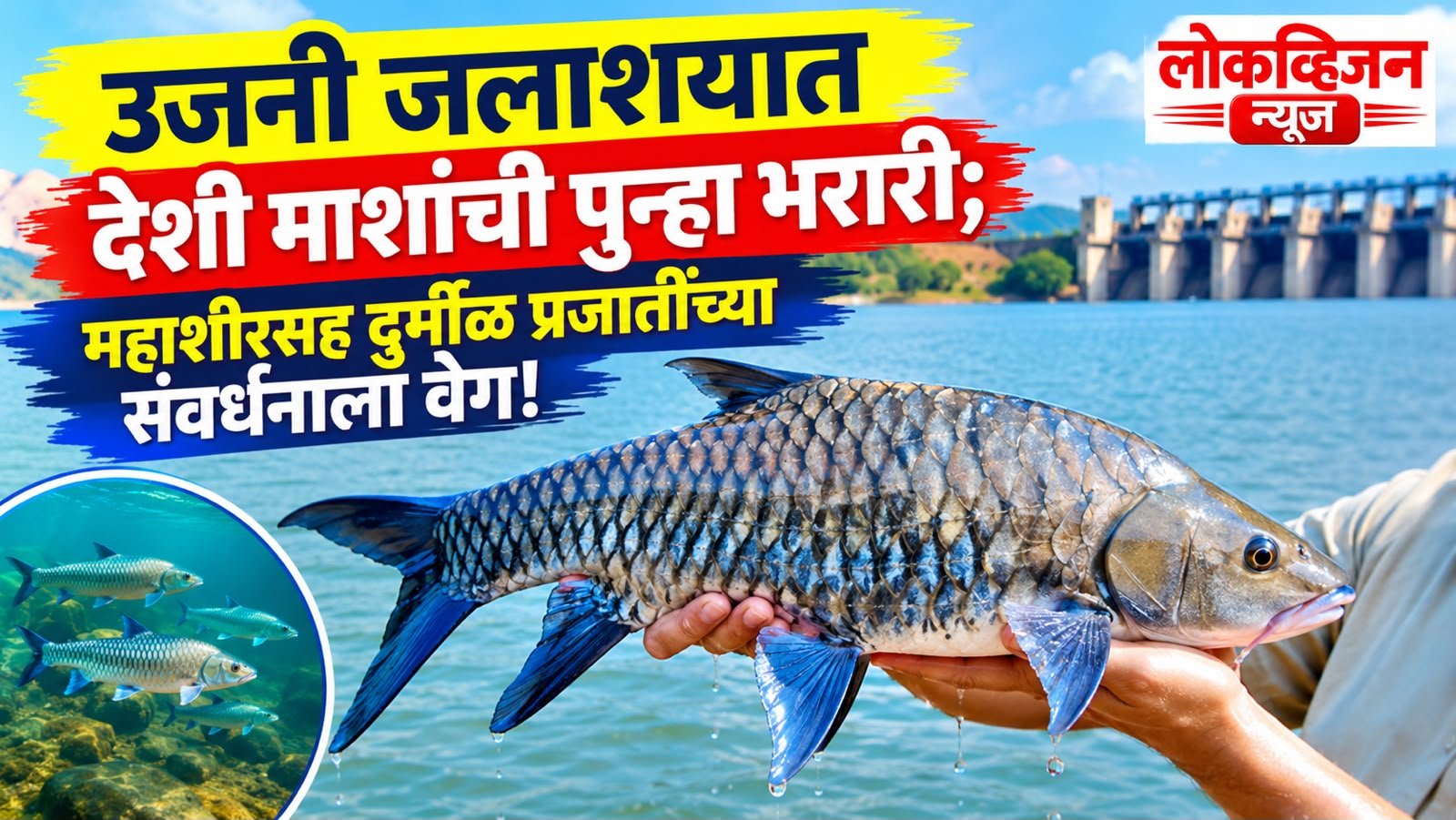 उजनी जलाशयात देशी माशांची पुन्हा भरारी; महाशीरसह दुर्मीळ प्रजातींच्या संवर्धनाला वेग!